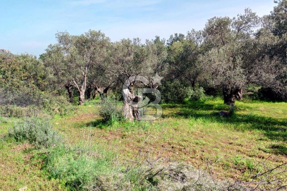 AYVALIK CUNDA ADASINDA 2.785 m² SATILIK ZEYTİNLİK