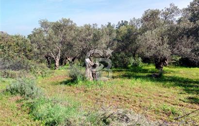 AYVALIK CUNDA ADASINDA 2.785 m² SATILIK ZEYTİNLİK