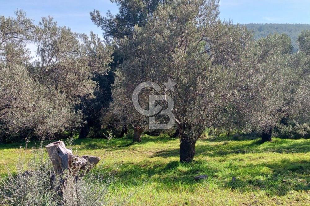 AYVALIK CUNDA ADASINDA 2.785 m² SATILIK ZEYTİNLİK