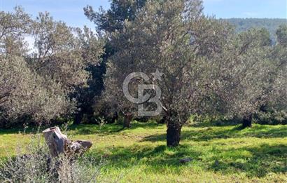 AYVALIK CUNDA ADASINDA 2.785 m² SATILIK ZEYTİNLİK