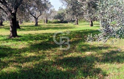AYVALIK CUNDA ADASINDA 2.785 m² SATILIK ZEYTİNLİK
