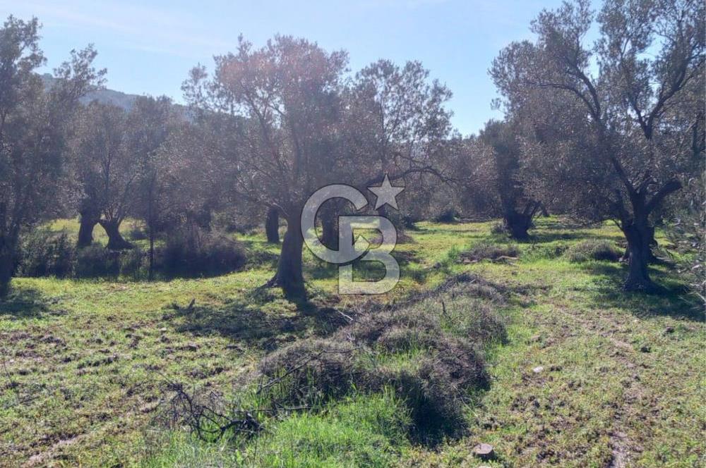 AYVALIK CUNDA ADASINDA 2.785 m² SATILIK ZEYTİNLİK