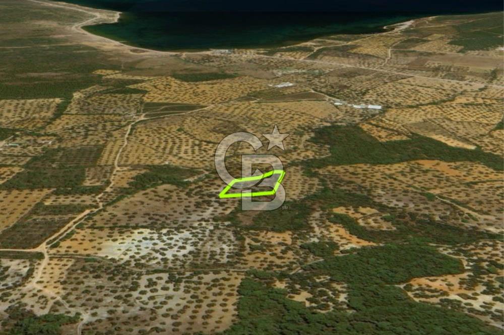 AYVALIK CUNDA ADASINDA 2.785 m² SATILIK ZEYTİNLİK