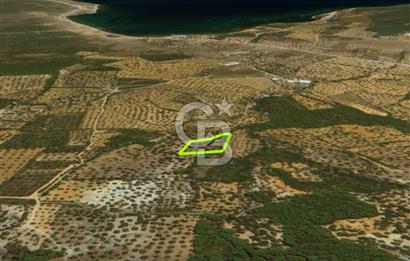 AYVALIK CUNDA ADASINDA 2.785 m² SATILIK ZEYTİNLİK