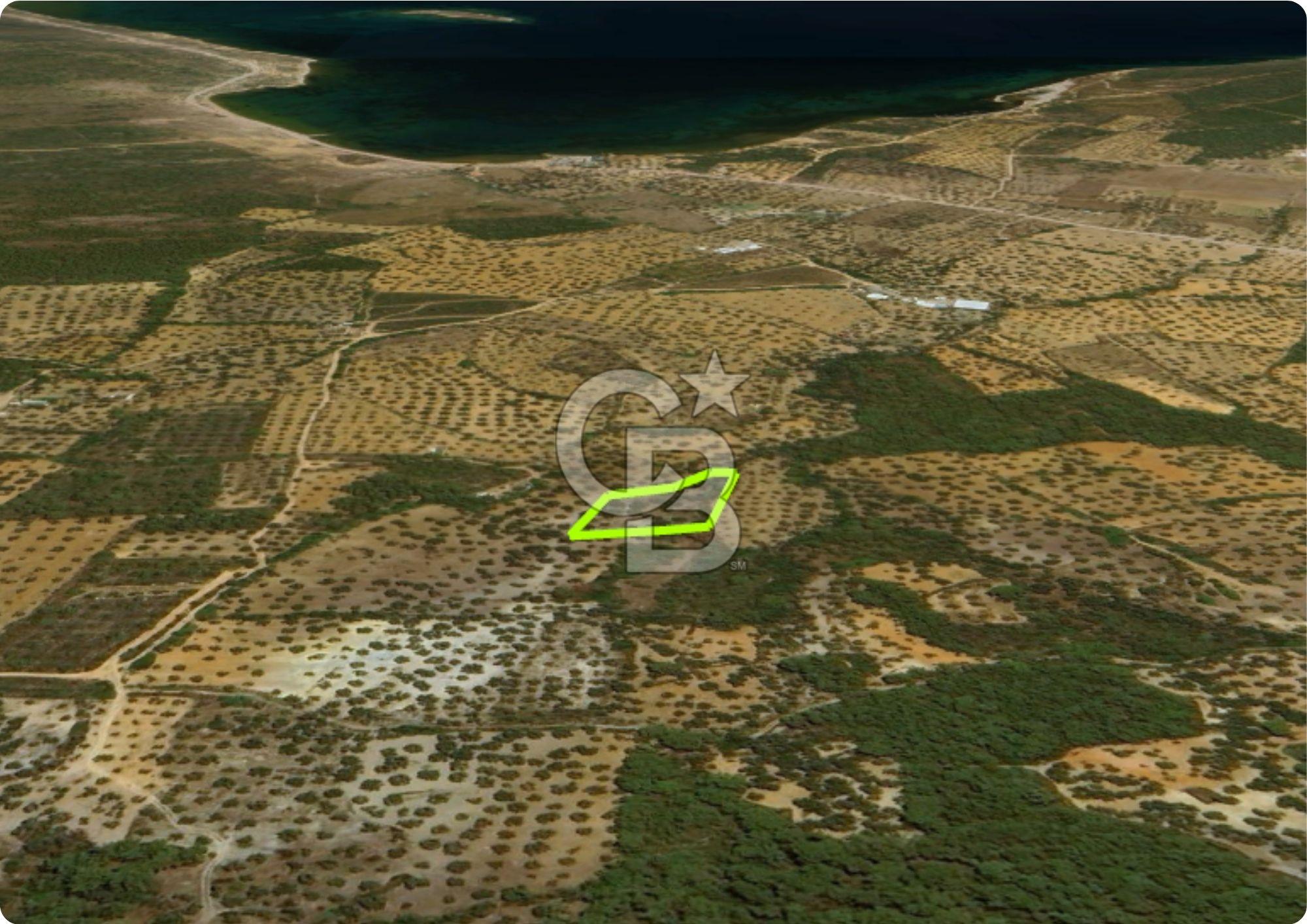 AYVALIK CUNDA ADASINDA 2.785 m² SATILIK ZEYTİNLİK