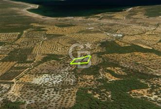 AYVALIK CUNDA ADASINDA 2.785 m² SATILIK ZEYTİNLİK - 6 - 337894