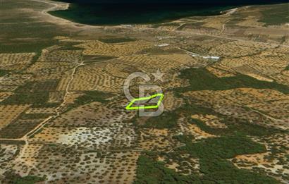 AYVALIK CUNDA ADASINDA 2.785 m² SATILIK ZEYTİNLİK