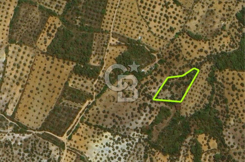 AYVALIK CUNDA ADASINDA 2.785 m² SATILIK ZEYTİNLİK