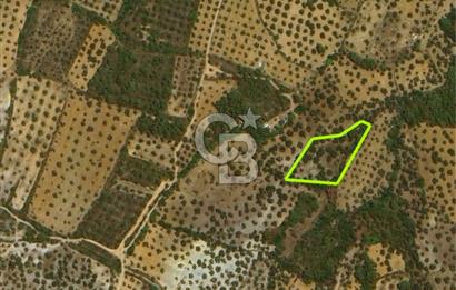 AYVALIK CUNDA ADASINDA 2.785 m² SATILIK ZEYTİNLİK