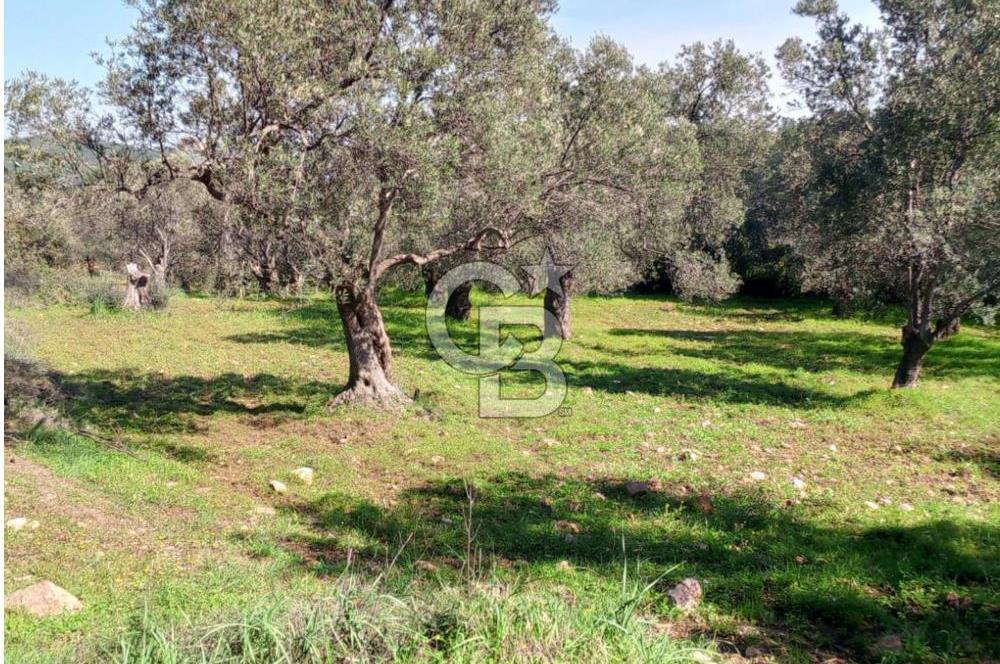 AYVALIK CUNDA ADASINDA 2.785 m² SATILIK ZEYTİNLİK