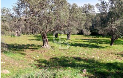 AYVALIK CUNDA ADASINDA 2.785 m² SATILIK ZEYTİNLİK
