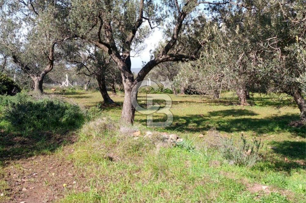AYVALIK CUNDA ADASINDA 2.785 m² SATILIK ZEYTİNLİK