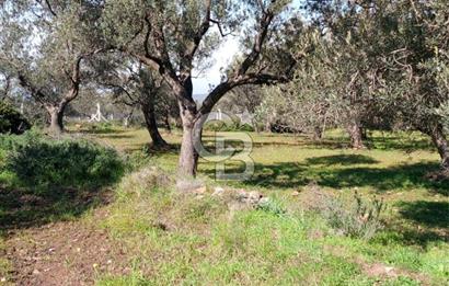 AYVALIK CUNDA ADASINDA 2.785 m² SATILIK ZEYTİNLİK