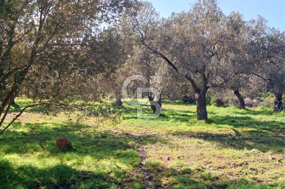 AYVALIK CUNDA ADASINDA 2.785 m² SATILIK ZEYTİNLİK