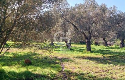 AYVALIK CUNDA ADASINDA 2.785 m² SATILIK ZEYTİNLİK