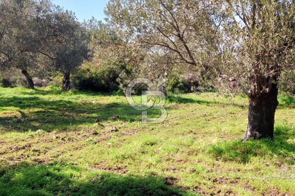 AYVALIK CUNDA ADASINDA 2.785 m² SATILIK ZEYTİNLİK