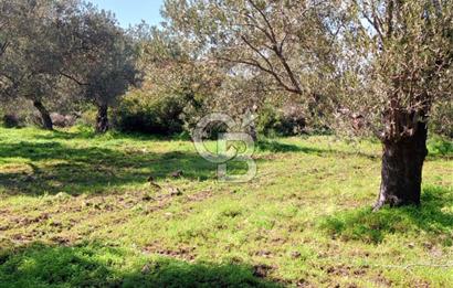 AYVALIK CUNDA ADASINDA 2.785 m² SATILIK ZEYTİNLİK