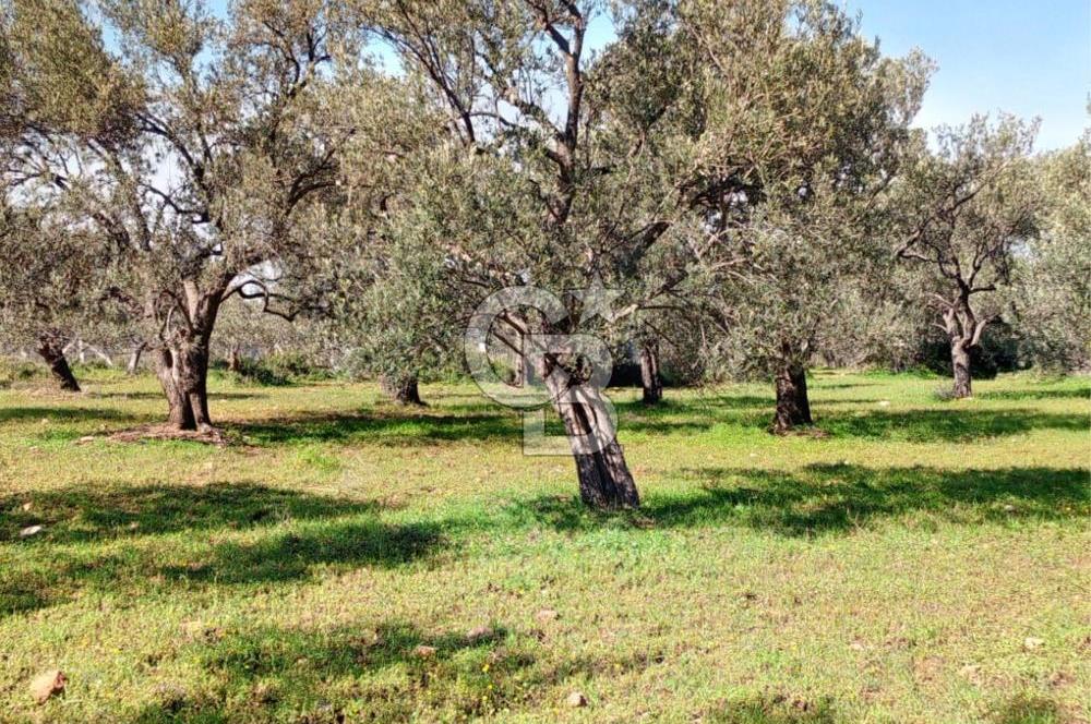 AYVALIK CUNDA ADASINDA 2.785 m² SATILIK ZEYTİNLİK