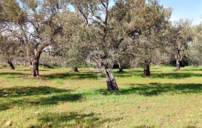 AYVALIK CUNDA ADASINDA 2.785 m² SATILIK ZEYTİNLİK
