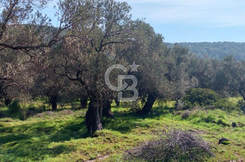 AYVALIK CUNDA ADASINDA 2.785 m² SATILIK ZEYTİNLİK