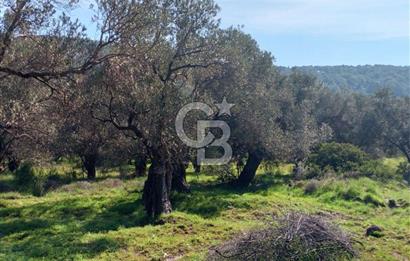 AYVALIK CUNDA ADASINDA 2.785 m² SATILIK ZEYTİNLİK