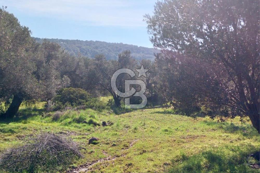 AYVALIK CUNDA ADASINDA 2.785 m² SATILIK ZEYTİNLİK