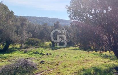 AYVALIK CUNDA ADASINDA 2.785 m² SATILIK ZEYTİNLİK