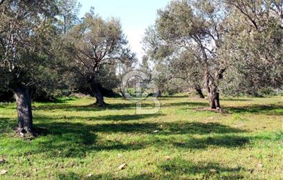 AYVALIK CUNDA ADASINDA 2.785 m² SATILIK ZEYTİNLİK