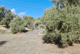 Aydın bozdoğan da anayola sıfır cephe zeytinlik - 1 - 337626