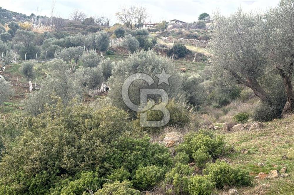 Seferihisar Orhanlı'da İmarlı Arsa Bitişiği Satılık Arazi