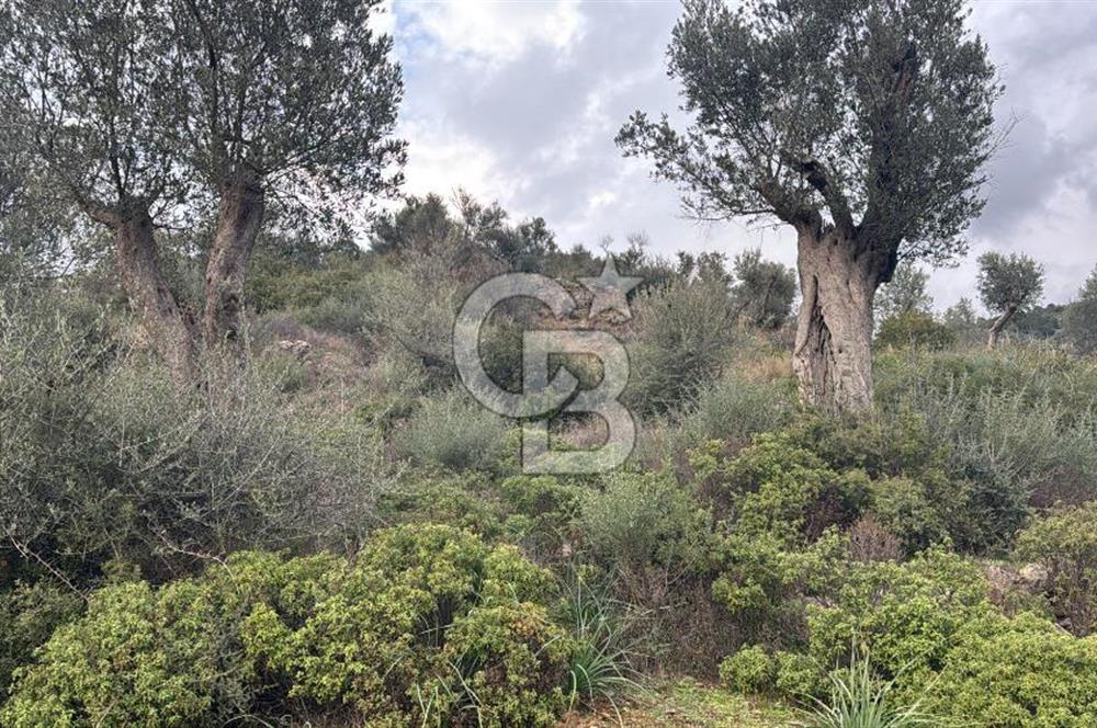 Seferihisar Orhanlı'da İmarlı Arsa Bitişiği Satılık Arazi