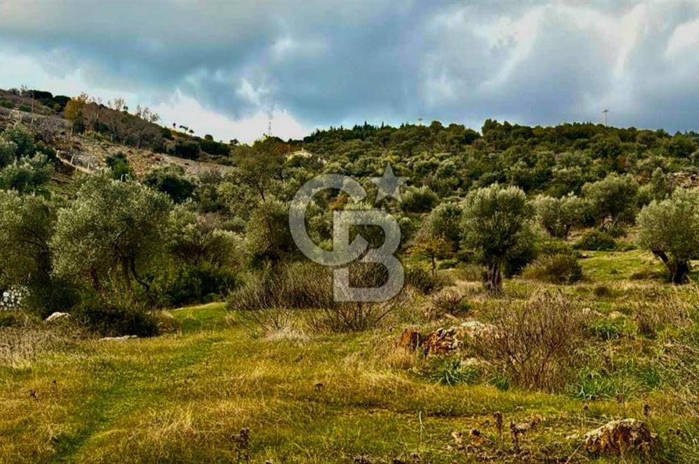 Seferihisar Orhanlı'da İmarlı Arsa Bitişiği Satılık Arazi