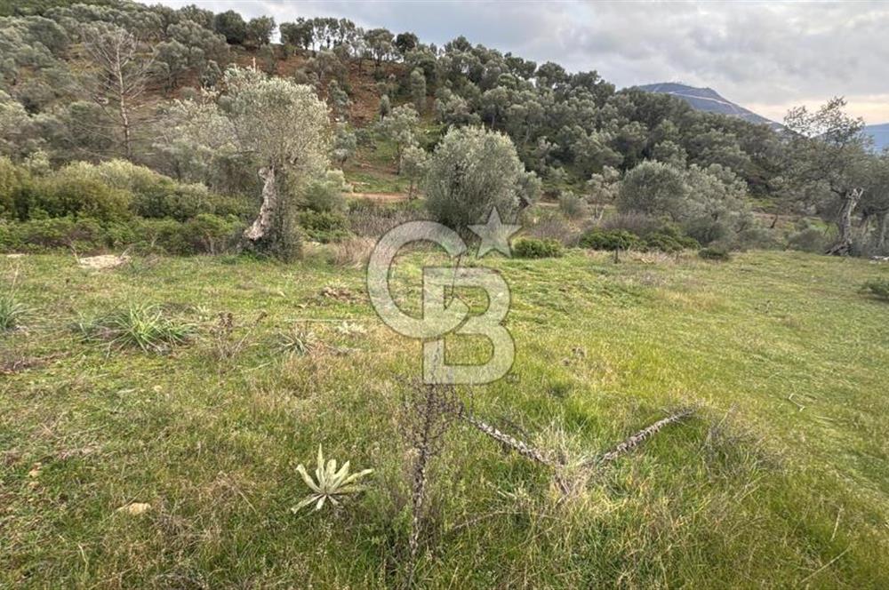 Seferihisar Orhanlı'da İmarlı Arsa Bitişiği Satılık Arazi