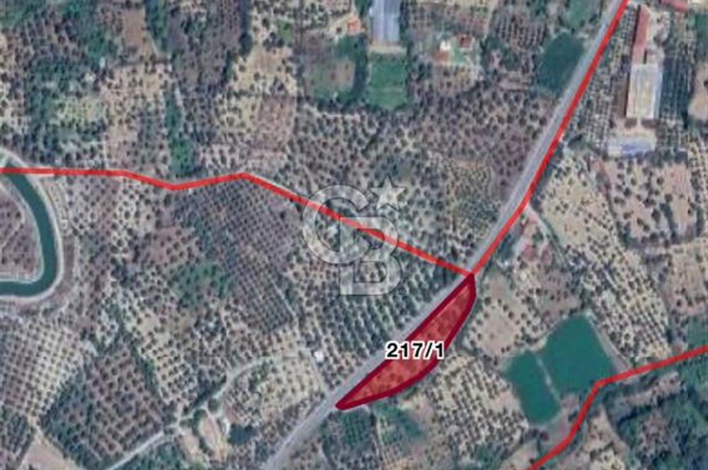 Aydın bozdoğan da anayola sıfır cephe zeytinlik