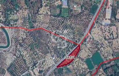 Aydın bozdoğan da anayola sıfır cephe zeytinlik