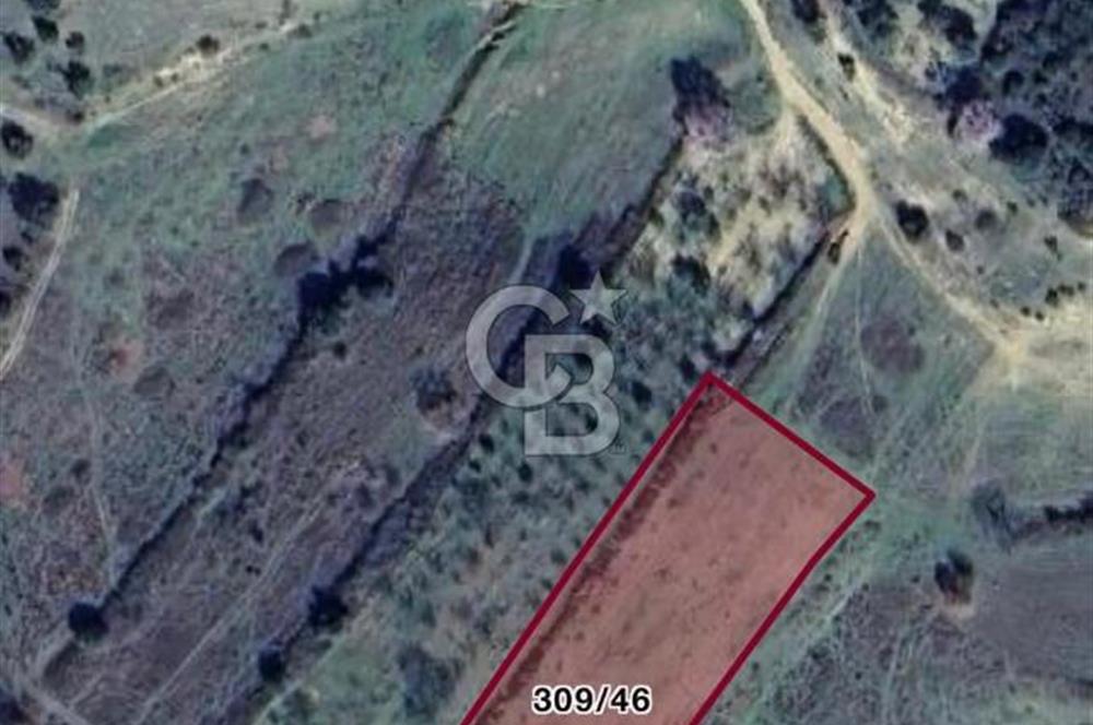 ÇARDAK’TA DENİZ MANZARALI CEVİZ AĞAÇLI SATILIK TARLA