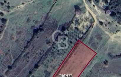 ÇARDAK’TA DENİZ MANZARALI CEVİZ AĞAÇLI SATILIK TARLA