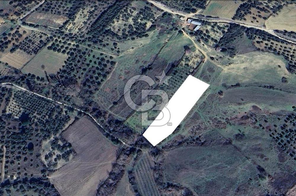 ÇARDAK’TA DENİZ MANZARALI CEVİZ AĞAÇLI SATILIK TARLA