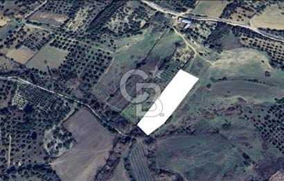 ÇARDAK’TA DENİZ MANZARALI CEVİZ AĞAÇLI SATILIK TARLA