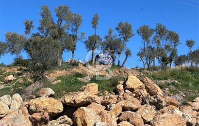 Seferihisar Orhanlı'da Menderes-Ürkmez Yolu üzerinde satılık arazi