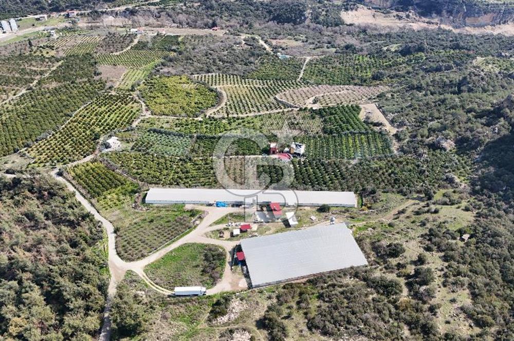 MERSIN HAMZABEYLI, 75.000 KAPASITELI TAM OTOMATIK TAVUK CIFTLIGI