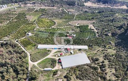 MERSIN HAMZABEYLI, 75.000 KAPASITELI TAM OTOMATIK TAVUK CIFTLIGI