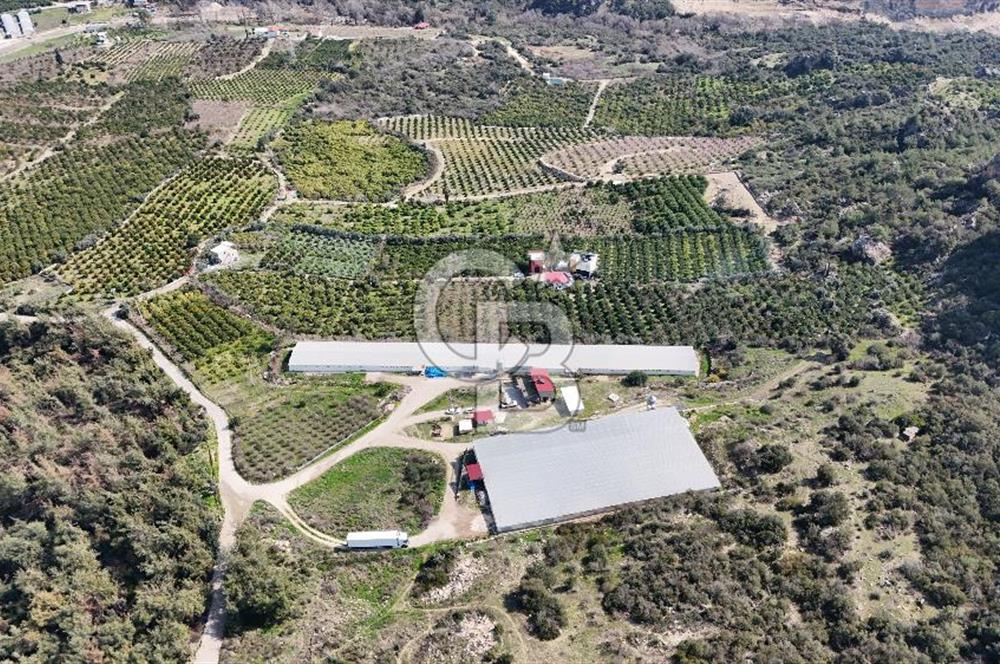 MERSIN HAMZABEYLI, 75.000 KAPASITELI TAM OTOMATIK TAVUK CIFTLIGI