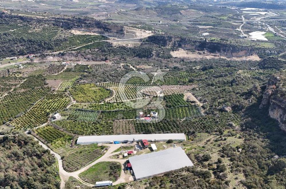 MERSIN HAMZABEYLI, 75.000 KAPASITELI TAM OTOMATIK TAVUK CIFTLIGI