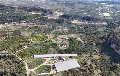 MERSIN HAMZABEYLI, 75.000 KAPASITELI TAM OTOMATIK TAVUK CIFTLIGI