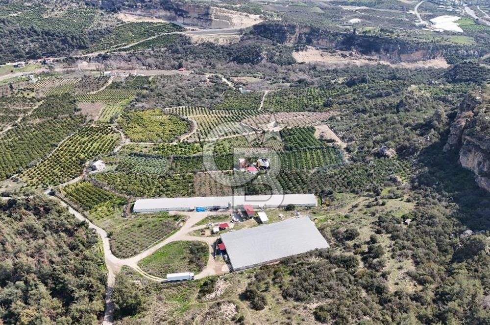 MERSIN HAMZABEYLI, 75.000 KAPASITELI TAM OTOMATIK TAVUK CIFTLIGI