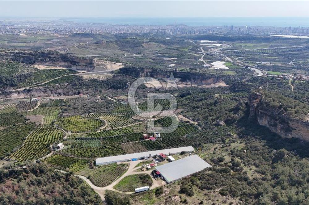 MERSIN HAMZABEYLI, 75.000 KAPASITELI TAM OTOMATIK TAVUK CIFTLIGI