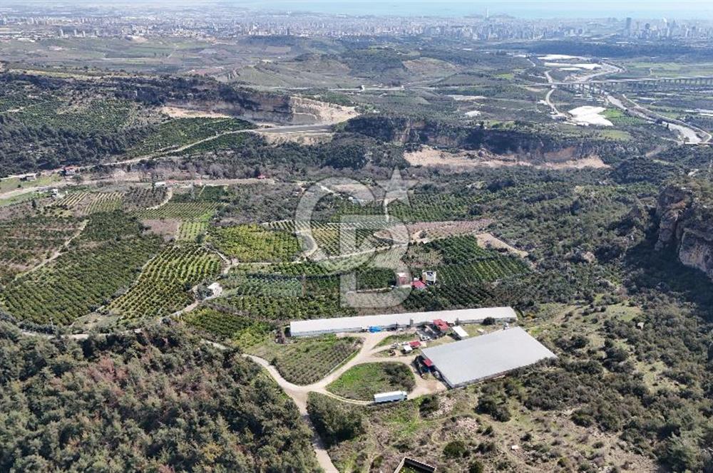 MERSIN HAMZABEYLI, 75.000 KAPASITELI TAM OTOMATIK TAVUK CIFTLIGI