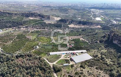 MERSIN HAMZABEYLI, 75.000 KAPASITELI TAM OTOMATIK TAVUK CIFTLIGI