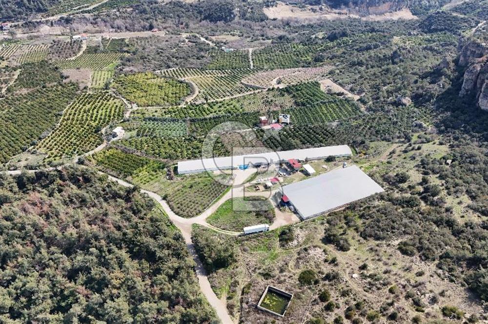 MERSIN HAMZABEYLI, 75.000 KAPASITELI TAM OTOMATIK TAVUK CIFTLIGI